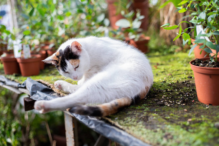 猫在大温室在不同的花