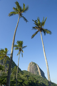 舒格洛夫山力拓巴西棕榈树