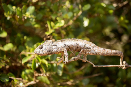 彼得的变色龙, Furcifer Petteri 在马达加斯加北部沿海地区相对丰富。