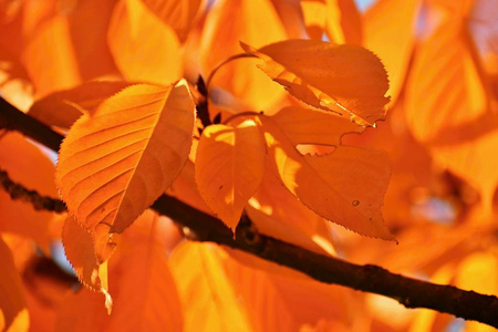 秋天公园里五颜六色的树叶。秋时多彩季节性自然背景的概念