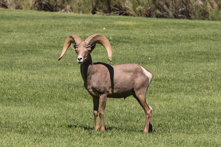 沙漠大角羊羊 ram