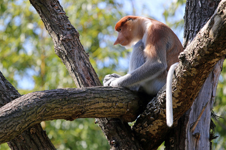Probescis 只猴子坐在树上