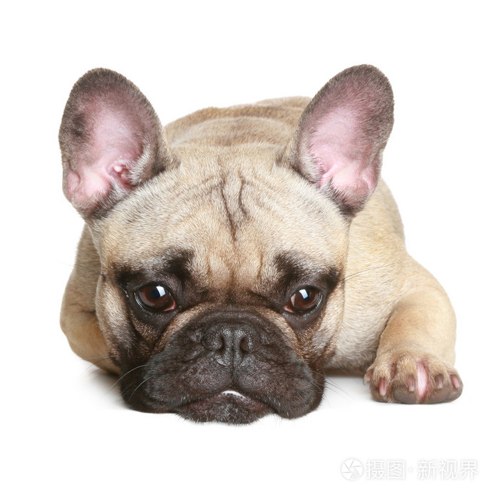 在白色背景上铺设的法国斗牛犬照片-正版商用图片0bibtj-摄图新视界