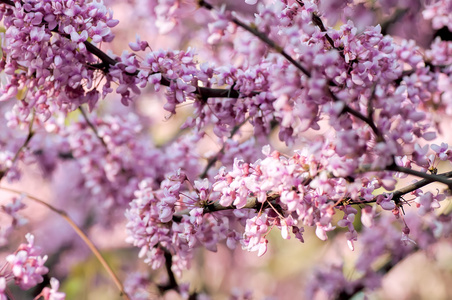 春天开花的树，自然抽象软花卉背景