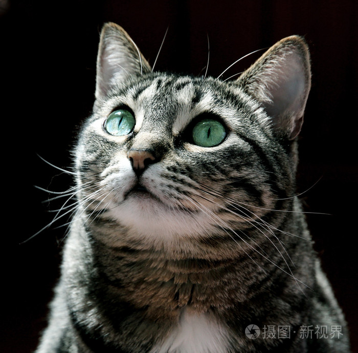 黑色背景上的灰猫