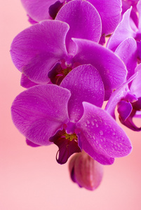 粉红色的背景上孤立的紫色兰花