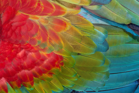 红绿金刚鹦鹉的羽毛