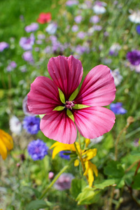 大胆的粉红色 malope 设计开花生长在一个充满活力的花坛在夏天