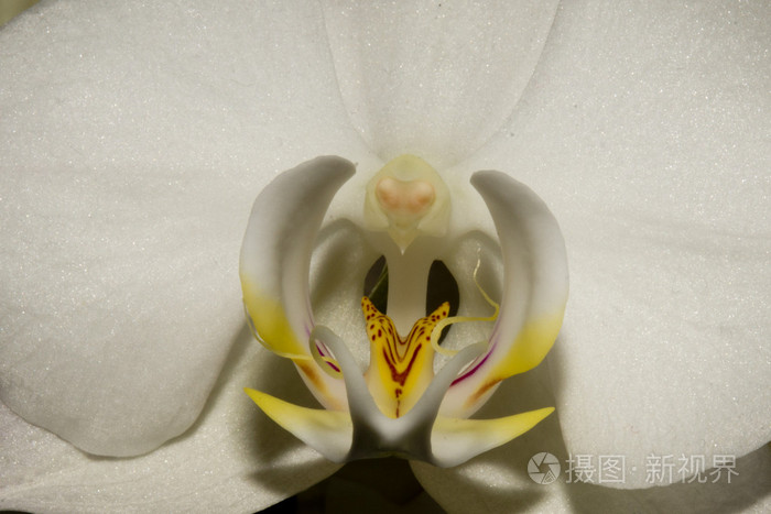 兰花的雌蕊看起来像人类