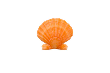 海洋生物 淡黄色橙色圆形珍珠贝壳特写白色背景