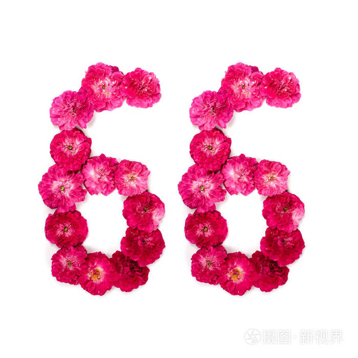数字66从红色和粉红色的玫瑰的花在白色背景.用于设计