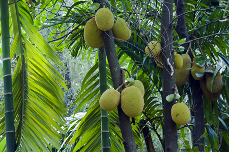 菠萝蜜树明内里耶斯里兰卡图片