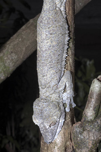 Uroplatus fimbriatus, 八卦 Mangabe, 马达加斯加的肥尾壁虎