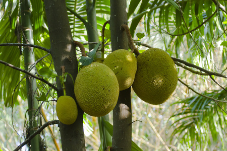 菠萝蜜树明内里耶斯里兰卡图片