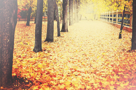 树叶在秋天的公园