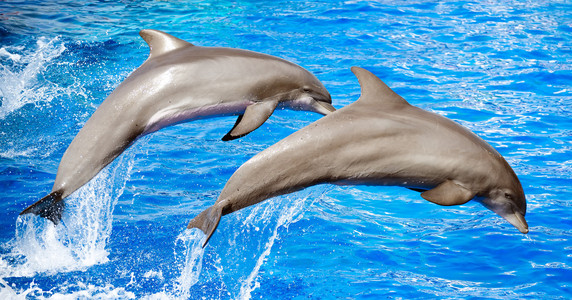 两只海豚在跳跃晶莹的蓝色海洋