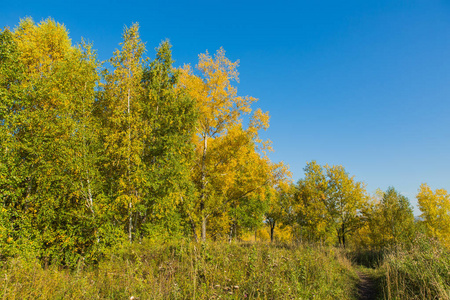 五颜六色的秋天森林在9月晴朗的一天。树上的可口黄色和橙色叶子