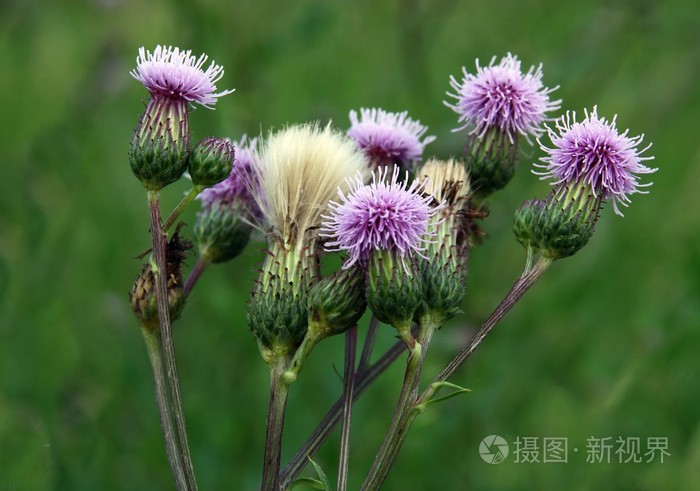 水飞蓟植物与莱拉鲜花