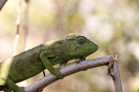 彼得的变色龙, Furcifer Petteri 在马达加斯加北部沿海地区相对丰富。