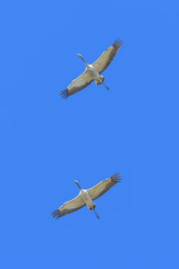 两个常见的起重机或鹤鹤从显示 silhouett
