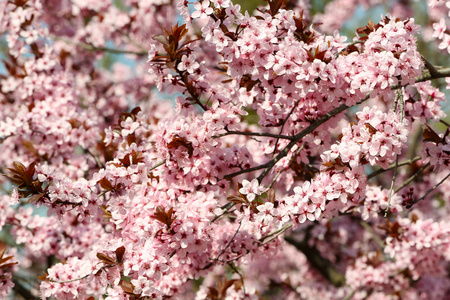 有粉红色花朵的盛开树树枝。