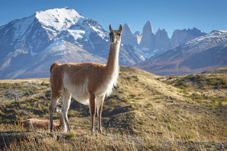 原驼在智利巴塔哥尼亚德裴恩国家公园