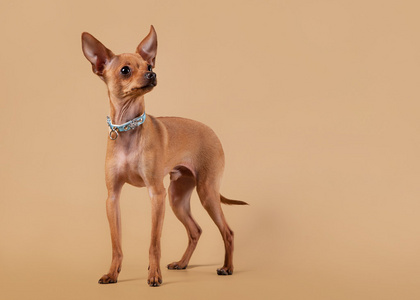 俄罗斯玩具犬小狗