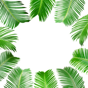 孤立对白色的帧的绿色的棕榈叶