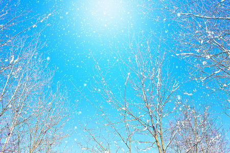 冬天和下雪的时间。冬天的太阳。蓝天。冬天下雪的性质。寒冷的空气。树上的第一个冬天的雪