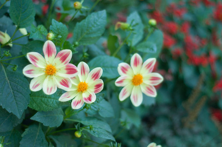 在城市的花朵。花床和花园里的花朵