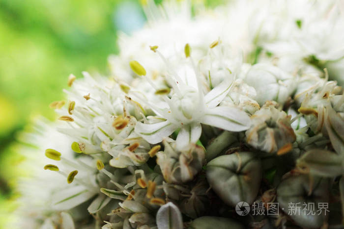 细节的白色洋葱花作为良好的背景