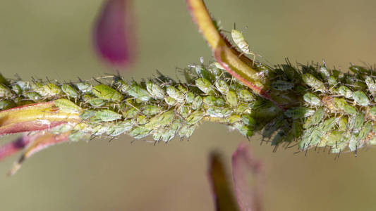 在露天的绿叶上的小蚜虫