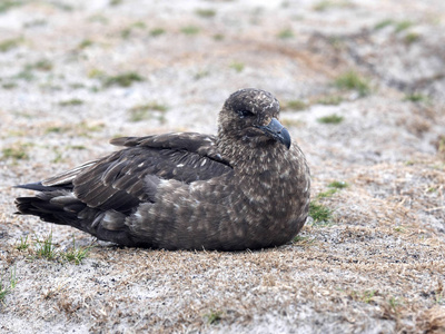 褐色鸥, Stercorarius antarcticus 是侵入性捕食者福克兰群岛马尔维纳斯