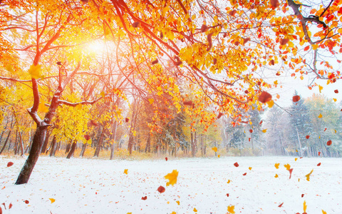 10 月山山毛榉森林与冬天第一场雪