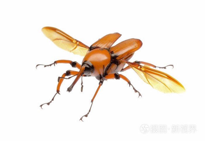 棕色棕榈象甲甲虫