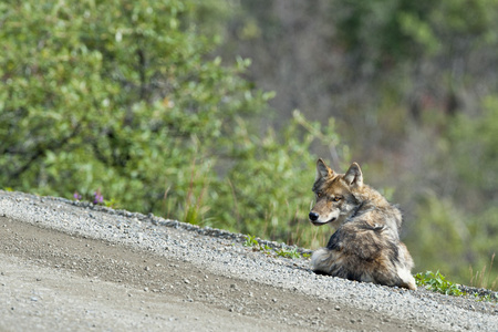 灰狼在阿拉斯加州迪纳利公园中看到的你