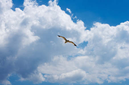 鸬鹚黑海上空飞翔在天空