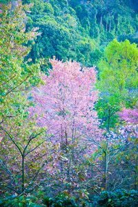 喜马拉雅山樱桃 李属樱野 盛开在彭坤莫