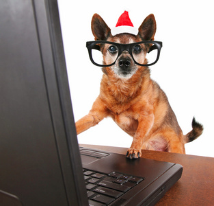 狗与圣诞老人的帽子冲浪互联网
