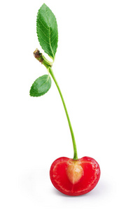 图像的新鲜单樱桃减少一半上白色隔离