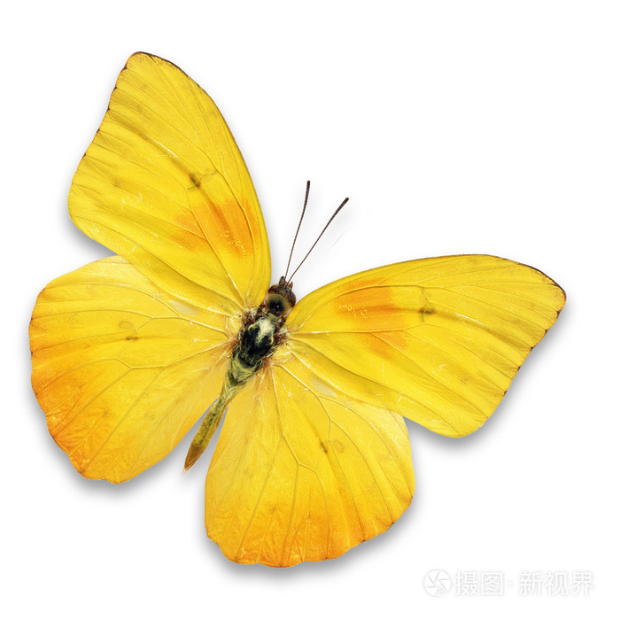 黄蝶
