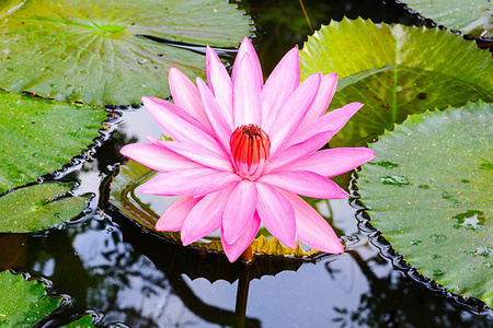 特写粉红色睡莲或莲花花