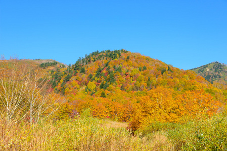 八岛台山红叶