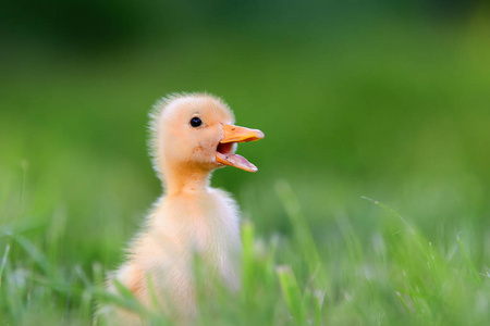 在绿色草地上丑小鸭