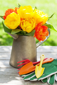 色彩艳丽的郁金香和园林工具