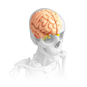 人类的大脑解剖图片