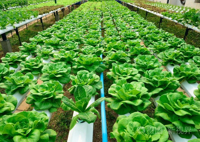 绿色的莴苣农场种植无土栽培绿色蔬菜