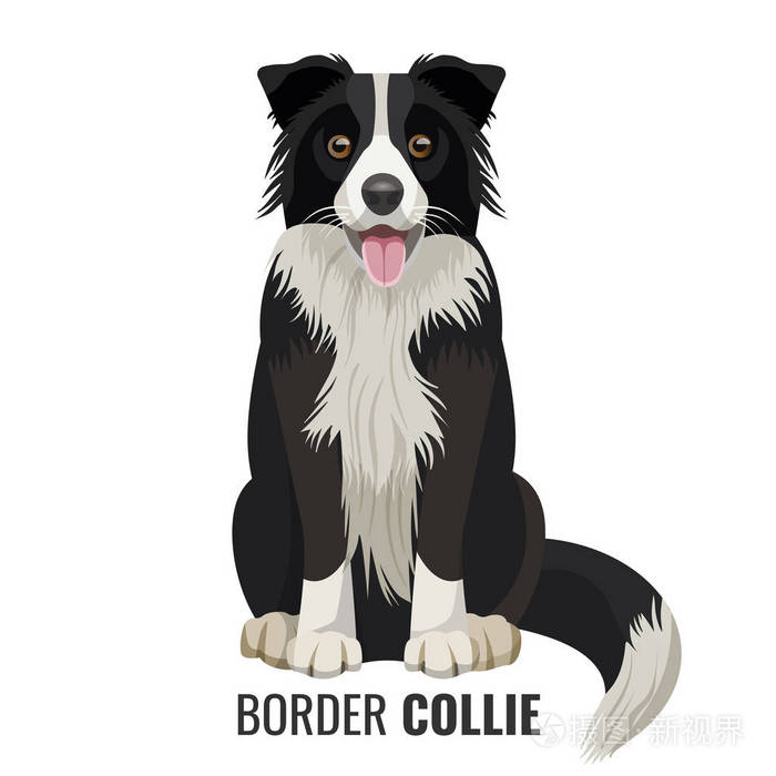 边境牧羊犬宠物上白色矢量图孤立
