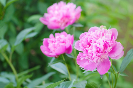 美丽的粉红牡丹花在花园里。盛开的粉红牡丹