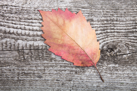 秋天的叶子上旧的木制背景
